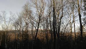Maybe you would like to learn more about one of these? Sugarloaf Outdoor Center Snowshoe Trails Maine Trail Finder