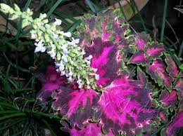 Image result for Coleus scutellarioides