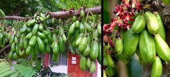 Hal ini dikarenakan belimbing wuluh mengandung vitamin c dan vitamin. Khasiat Belimbing Buluh Belimbing Tanah Merawat Darah Tinggi Azhan Co