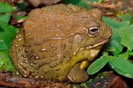 Image result for Pycreus africanus