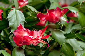 Christmas Cactus Sunnyvale Garden