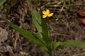 Image result for Tricliceras lobatum