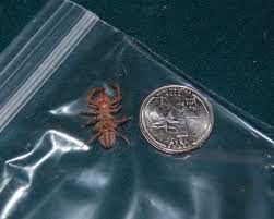 Camel spiders are also called wind scorpions or sun spiders. Camel Spiders Friend Not Foe Local Idahostatejournal Com