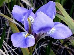Do you know which flower represents your birth month? Top 25 Birth Month Flowers And Their Meanings With Pictures