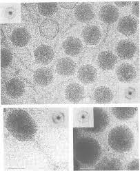 (ii) which virus contains dna? A Electron Micrograph Of Vitrified Suspension Of Lambda Download Scientific Diagram