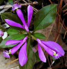 Image result for Polygala transvaalensis