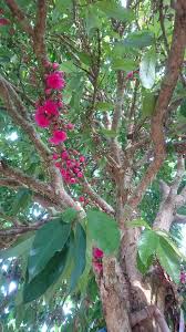 Image result for Syzygium