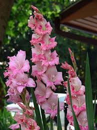 Image result for Gladiolus crassifolius