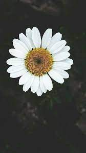 خلفيات ورد طبيعى خلفيات طبيعى ورد beautiful wallpapers backgrounds iphone background wallpaper wallpaper