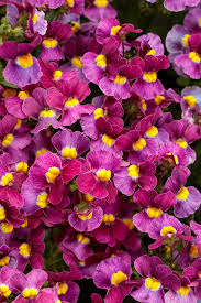 Image result for Nemesia fruticans