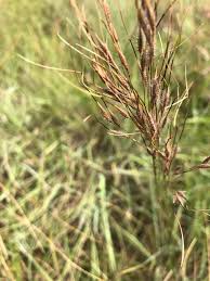 Image result for Loudetia simplex