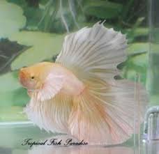 Nice Gold Hm Halfmoon Dumbo Elephant Ear Big Ear Male Imported Betta Fish Betta Fish Betta Elephant Ears