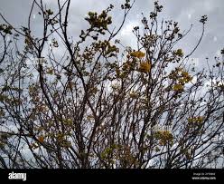 Image result for Senna singueana