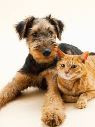 Madison, wi listings and reviews. Madison Wi Area Animal Clinic In Fitchburg Adult Pet Care Odyssey Veterinary Care Fitchburg Wi 608 288 7838