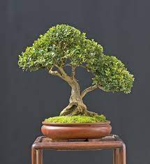 Walter Pall Bonsai Adventures Shohin Parade 2 Bonsai Tree Bonsai Art Indoor Bonsai Tree