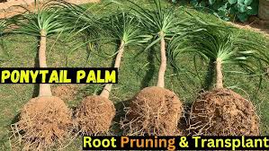 Image result for root-tail