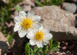 According to popat they can also have major health benefits as well! Mountain Aven Facts What Is A Mountain Aven Plant And Where Does It Grow