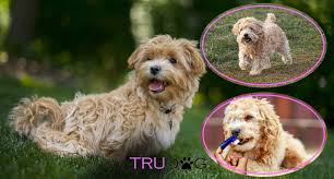 ultimate guide to caring for my maltipoo trudog