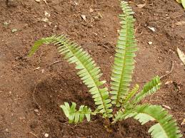 Image result for Lomariopsidaceae