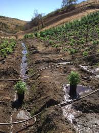 Maybe you would like to learn more about one of these? Lake County News California Authorities Eradicate More Than 51 000 Plants Seize Weapons And Money At Illegal Cannabis Grow
