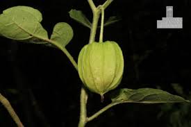 Image result for Physalis viscosa