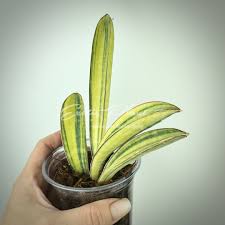 Image result for Sansevieria hallii