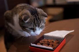 Looking for the best canned cat food on the market? 20 Human Foods That Are Deadly To Cats