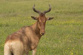 525 kongoni dr, pontiac, mi 48341 is a condo built in 2003. Kongoni Photograph By Rolf Jacobson