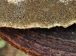 Image result for Phellinus pini