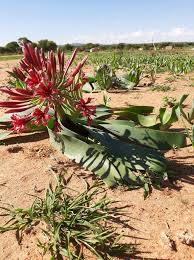 Image result for Syncolostemon elliottii