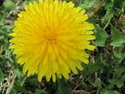 Does Anyone Know Where To Buy Dandelion Flowers Dandelion Flower Dandelion Wine Dandelion