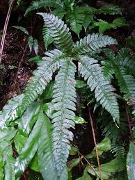Image result for Triplophyllum