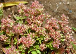 Image result for Polycarpon