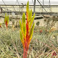 Image result for Xerophyta argentea