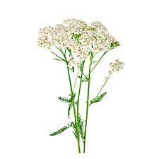 Yarrow