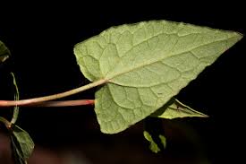 Image result for Rumex sagittatus