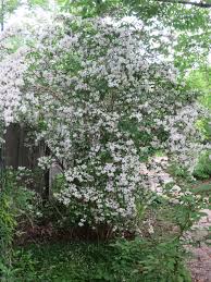 Image result for Kolkwitzia amabilis