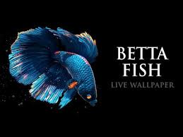 Betta Fish Live Wallpaper Free Apps On Google Play