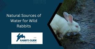 Grass Rabbit Hawk Activity – Student Page