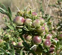 Image result for Menodora