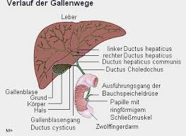 Gallengangsatresie Leberkrankes Kind E V