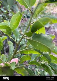 Image result for Ximenia afra