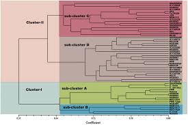 Image result for Cyamopsis serrata