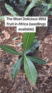 Image result for Garcinia volkensii