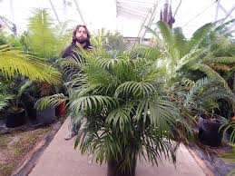 Image result for Dypsis