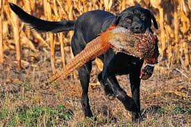 Swansea, slough, portsmouth, plymouth, norwich, middlesbrough, manchester, london, hull, derby, colchester, cambridge, boston, belfast, aldridge walsall. Mixing It Up With Hybrid Retrievers In South Dakota