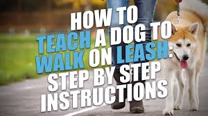 Professional dog trainer, doggy dan, show you how to solve every leash behavior issue! 3 Tips To Effectively Leash Train Your Dog The Dog People By Rover Com