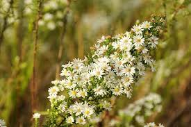 Image result for Xyris asterotricha