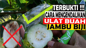 Buah ini berkulit hijau muda, bertekstur empuk, memiliki sedikit biji dan. Cara Mengendalikan Ulat Buah Pada Jambu Biji Kristal Youtube