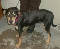 Black And Tan Coonhound Rescue Ohio 232 Perry County Dog Shelter New Lexington Oh Shelter Dogs Find Pets Coonhound